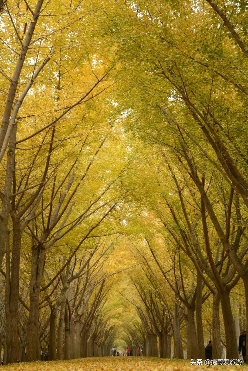 捷哥语录,捷哥旅游