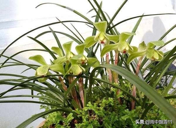 兰叶焦尖发黑是什么原因,兰花叶子焦尖是生病还是缺水判断