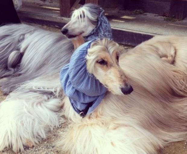 出门最适合带的狗,什么狗最合适出门带