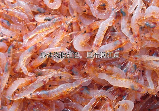 虾说,这是一篇让你不仅会吃,还会认……一文解决“虾”认识