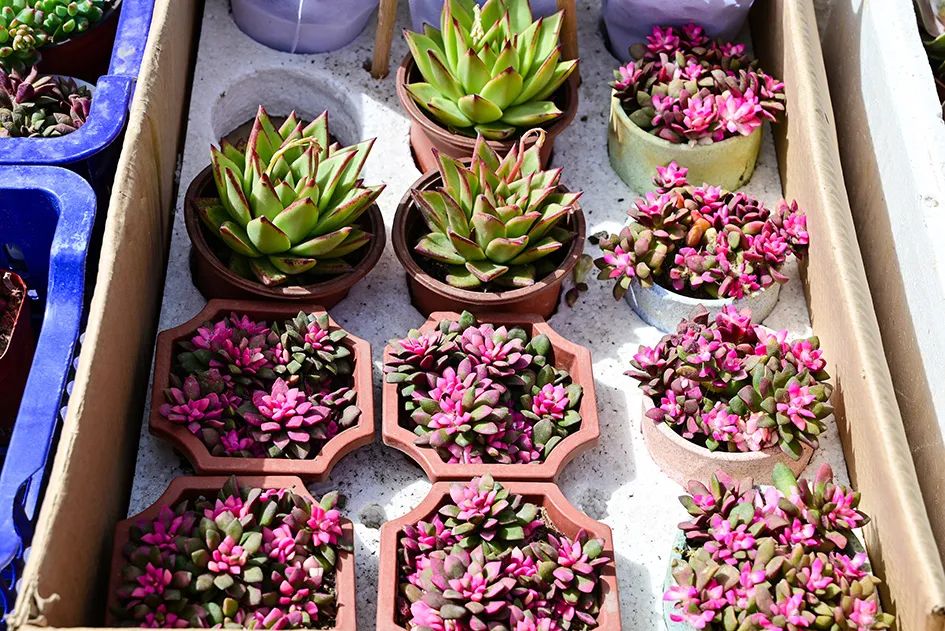 逛逛早市感受一下人间烟火的味道,最值得逛的早市