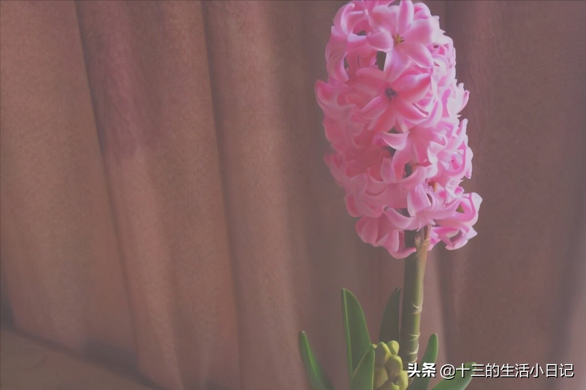 520大部分都送什么样的花束,520花束内容不表达爱意