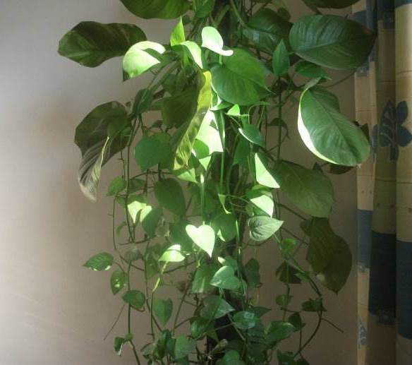 绿萝叶子发干快速补救方法,绿萝干叶的原因和解决方法