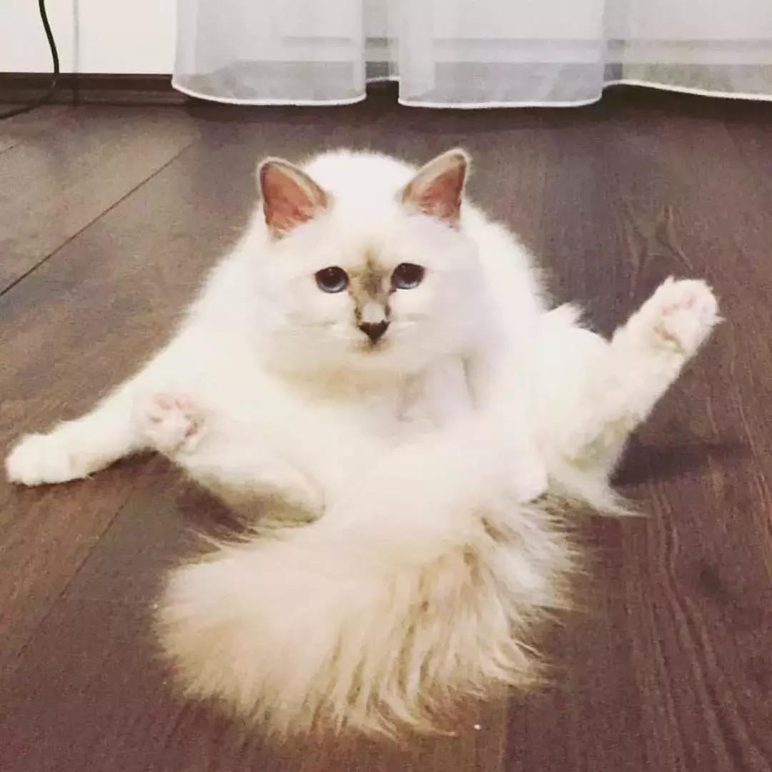 老佛爷去世，他那只年挣300万欧元的猫将继承他的遗产？！