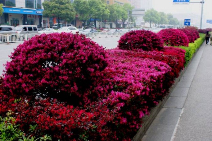 春天移栽红花檵木花太多不长芽,红花檵木移栽多久说明成活了