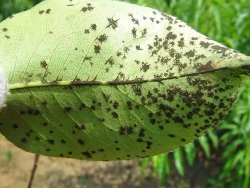 十种常见农药大全,100种常见农药大全