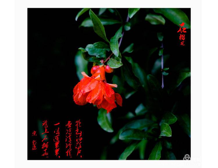 石榴花古诗词唯美,石榴花古诗词