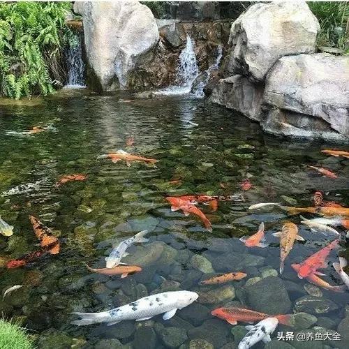 锦鲤春夏养秋冬赏,谈谈锦鲤的春夏秋冬那些事