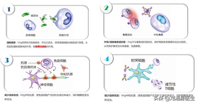 静脉丙种球蛋白怀孕用,免疫球蛋白与丙种球蛋白保胎