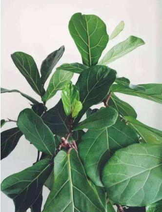 如何让琴叶榕变粗壮,琴叶榕株型好看