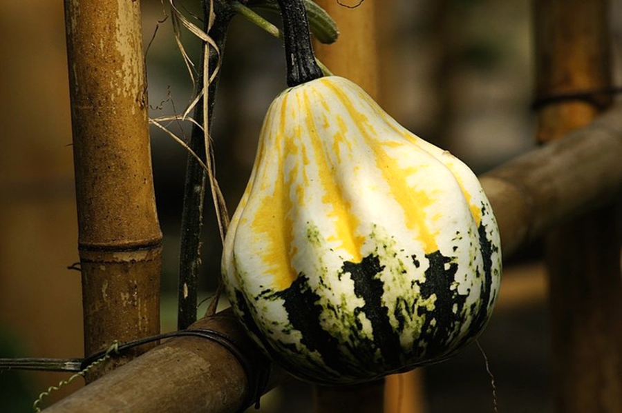 扫落叶优美诗句,扫落叶的诗句