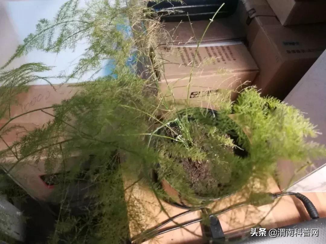 妞嶇墿鍡栧棖闀跨垎鐩嗕笉榛勫彾,鍏绘鐗╀竴涓槦鏈熶笉姝荤殑绉樻柟