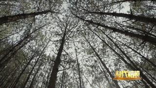 人民大会堂推销土豆,收1500个农民学生,10亿专利无偿送出,64岁的农民院士朱有勇火了!