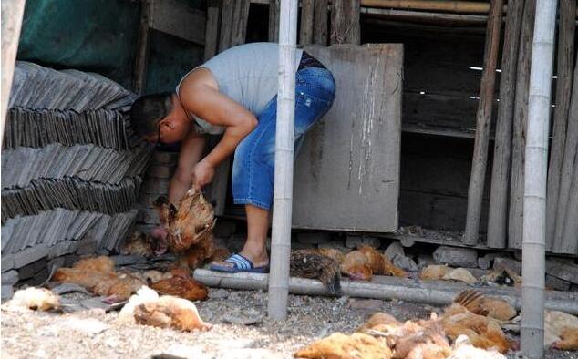 鸡得呼吸道疾病用什么办法能治好,鸡春季呼吸道病该怎么预防