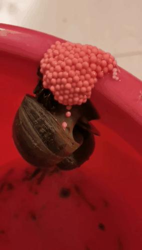 很多食物都有寄生虫,这6种食物或是寄生虫的重灾区