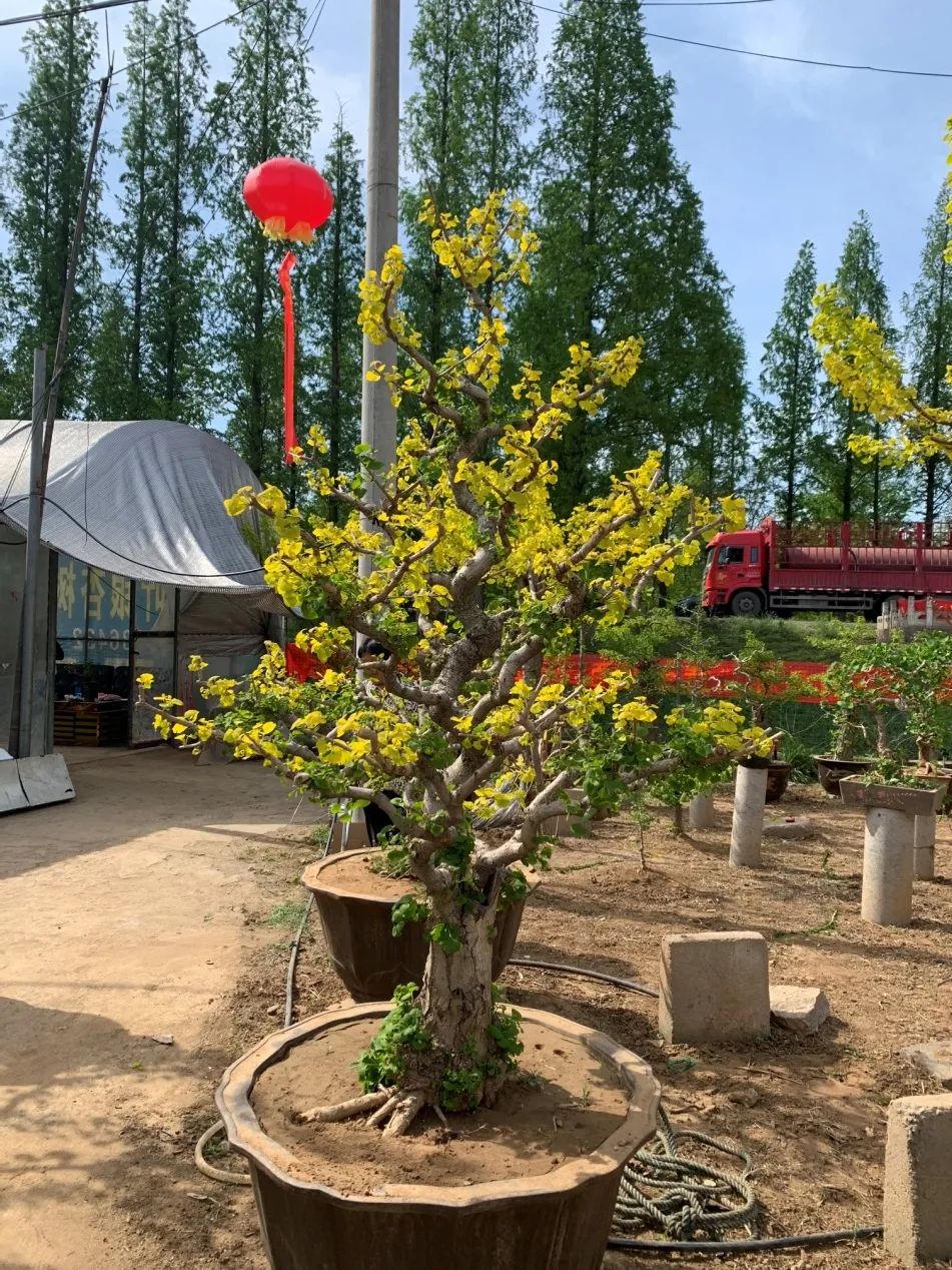 这种银杏不仅秋季金叶，春季叶色也是金黄