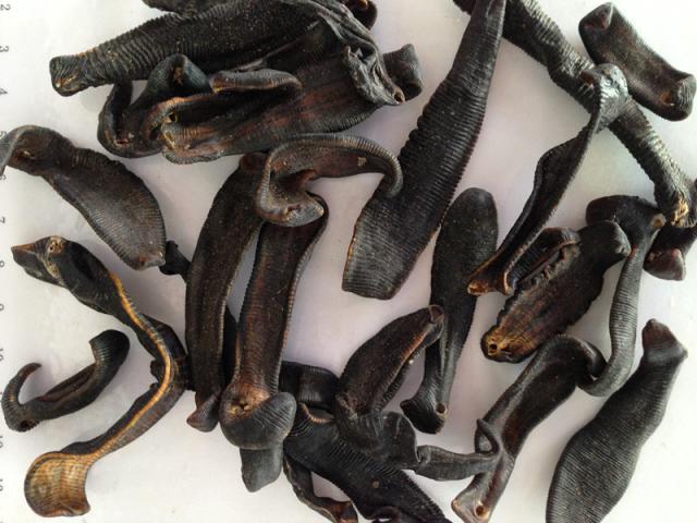 农村有什么常见的动物还能养,农村常见还能养的动物