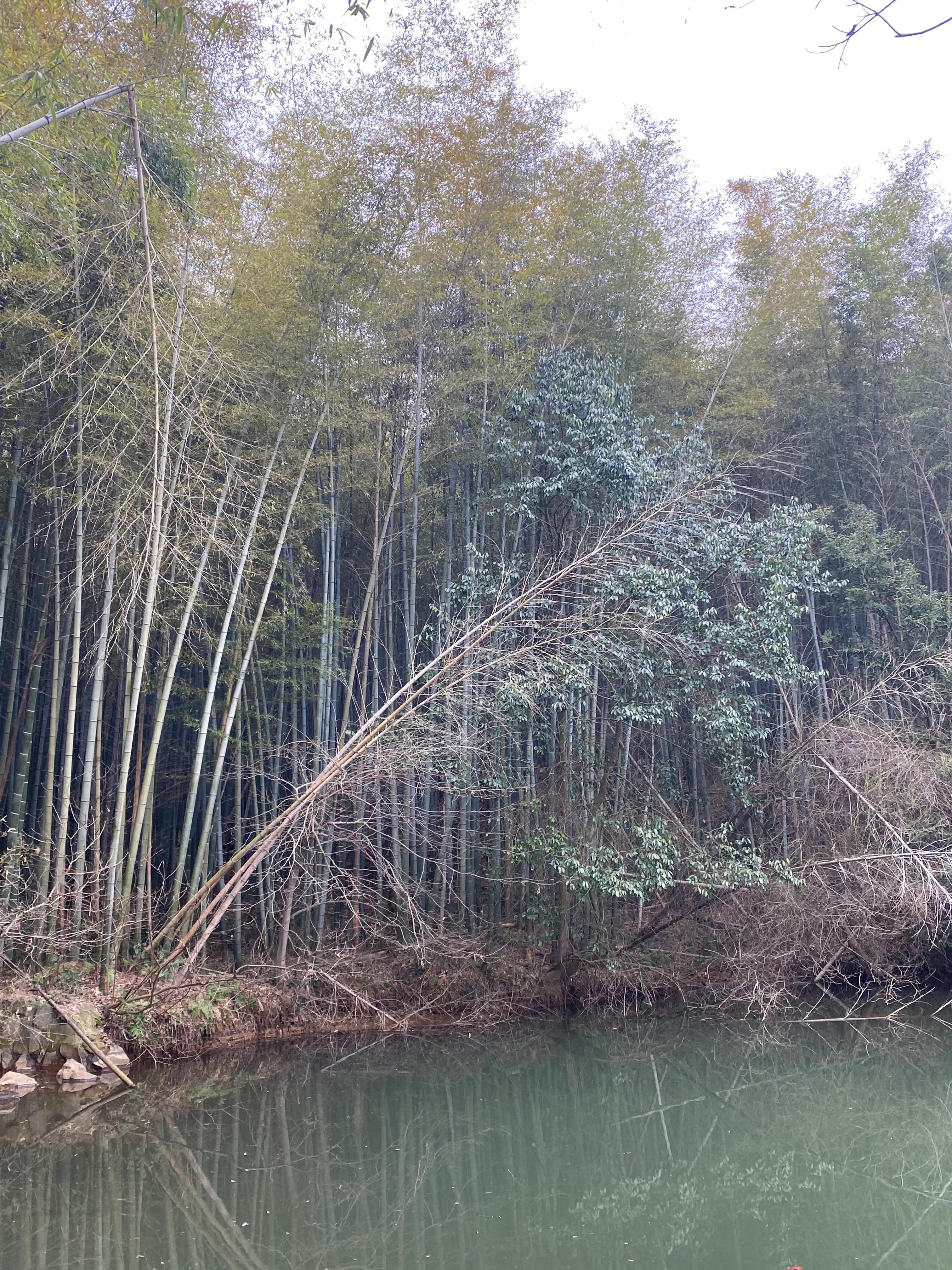 石塘竹海九寨沟,小九寨沟天然氧吧