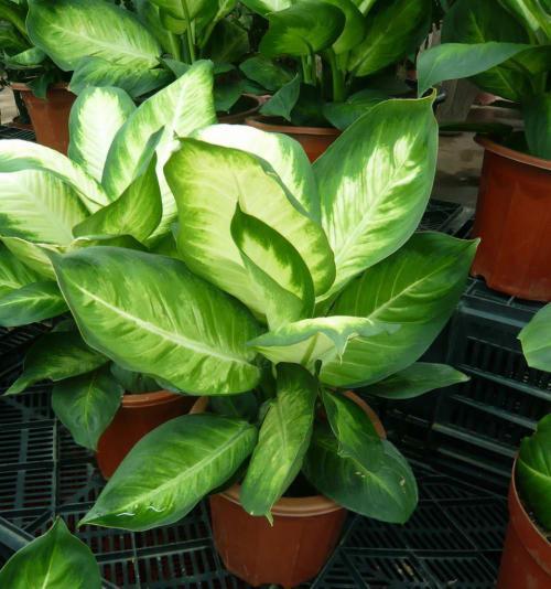 万年青用深盆还是用浅盆种植,养万年青有什么好处和坏处