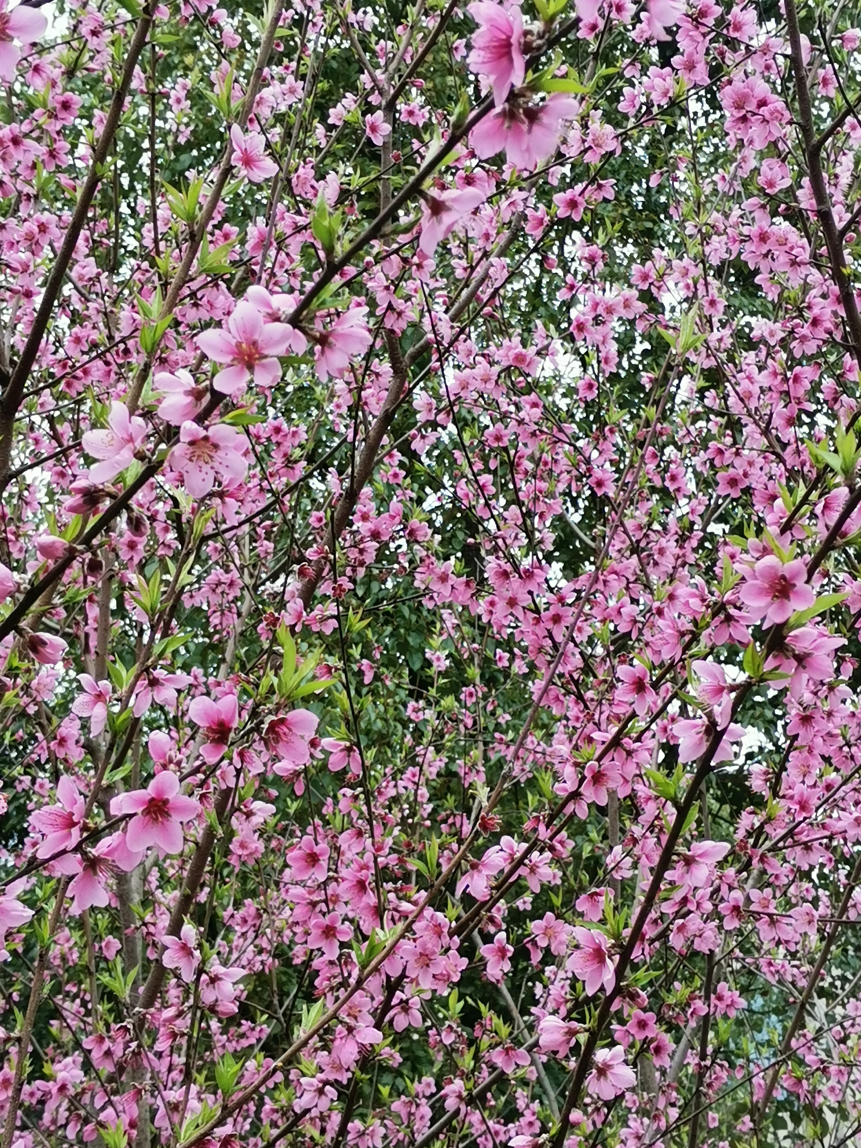 苏州旅游之石湖风景区：春天里，走马观“湖”记