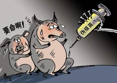 猪疫苗注射的正确部位和方法图,猪乙脑疫苗一次注射量是多少