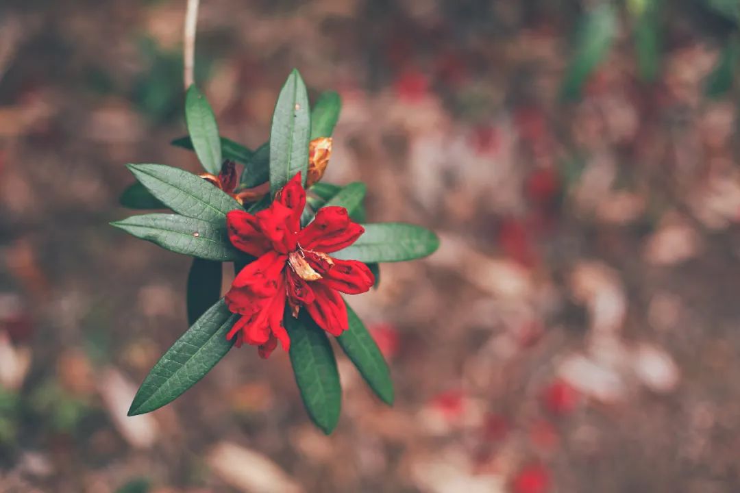 苏州女子6次腾冲旅行,总结了这些极美的小众景点,建议收藏