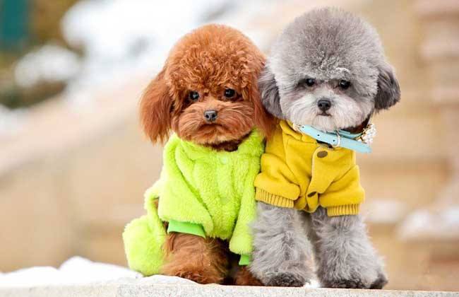 泰迪犬都有什么颜色的,泰迪犬的颜色有哪些