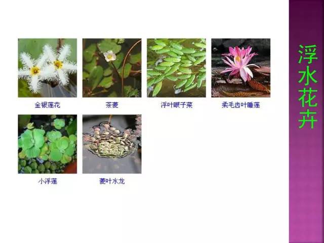 花卉大全500种观叶植物名称,1332种常见花卉植物图谱