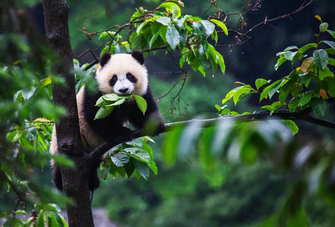 2017年九寨沟地震视频,地震前的九寨沟人间仙境