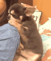 这5种狗狗爱咬人力气非常大,这几种狗狗一生只认一个主人