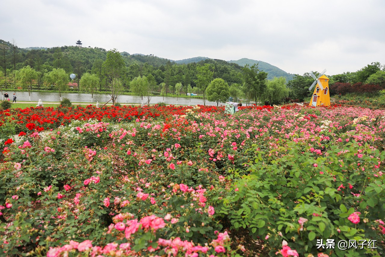 华中最大的玫瑰花园,中国最大的玫瑰花海