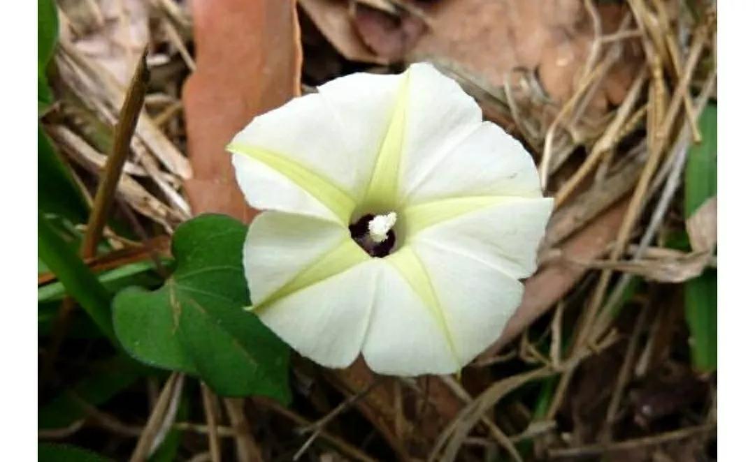 奇葩造型花:头上长草,心中有鬼,白月光。白天不开你非要晚上开