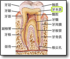 牙齿一吃酸甜的食物就敏感如何补,牙齿一吃甜的就敏感这怎么回事