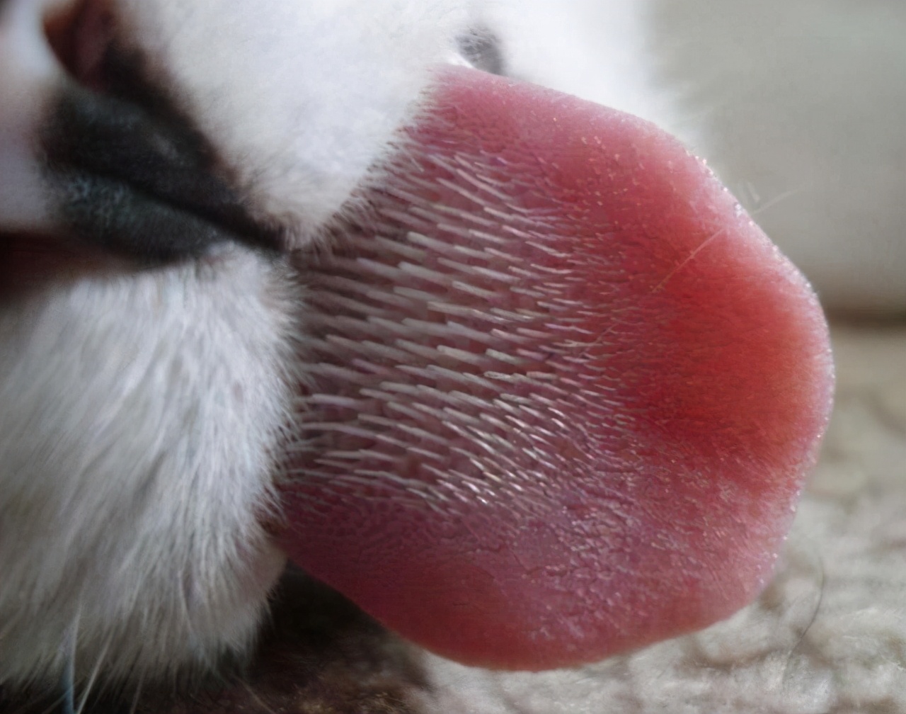 猫雄性为什么非要长倒刺，来刮伤雌性？人类和它们有什么区别？