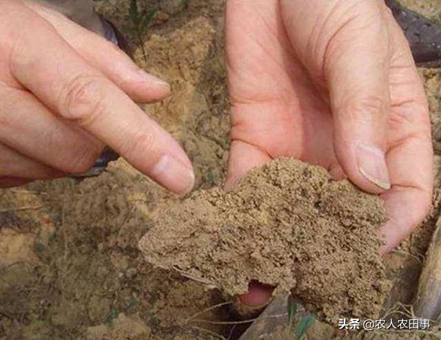 葡萄白纹羽病怎么防治,葡萄白羽病怎么治