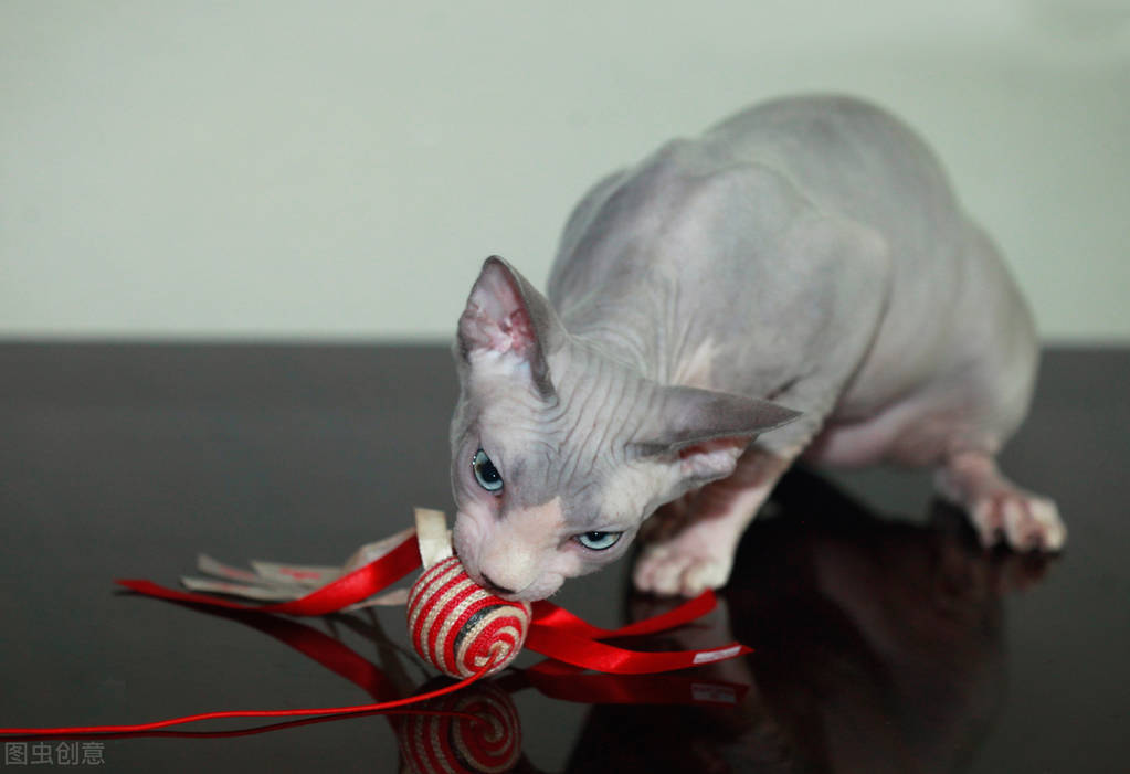 无毛猫真的难养么,无毛猫到底多难养