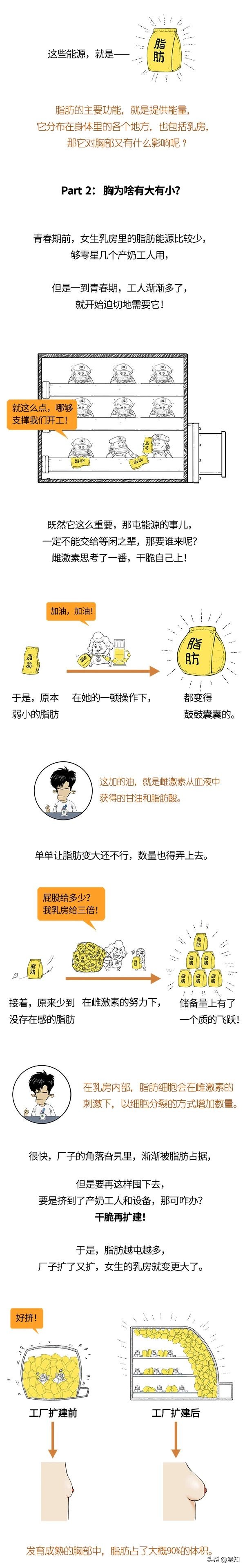 胸部发育了解,关于胸部发育的小知识