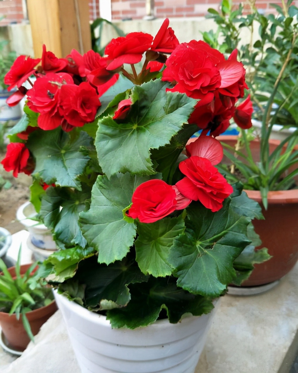 十月适合养什么花,十月现在季节养什么花不怕冷