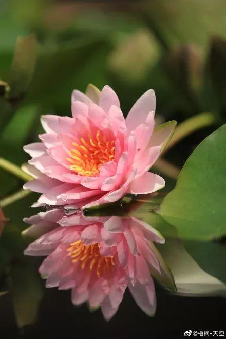 广州有荷花的地方,广州周边的荷花景点推荐