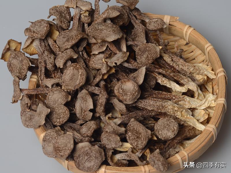 和鹿茸菌长得很像的菌子有哪些,鹿茸菌是不是珍贵食材