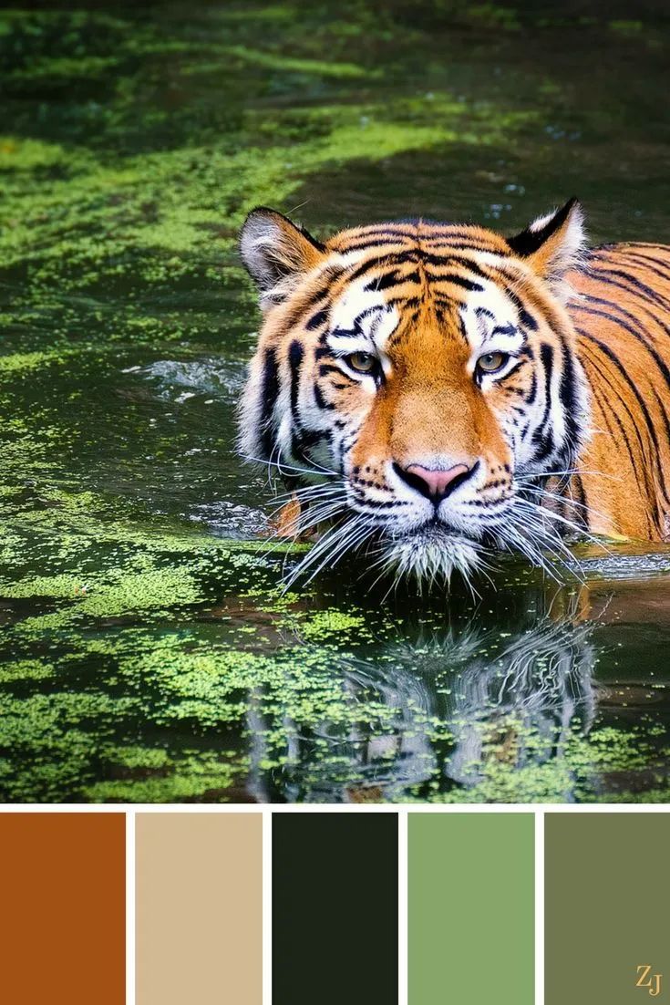 动物配色大全视频,配色的设计灵感