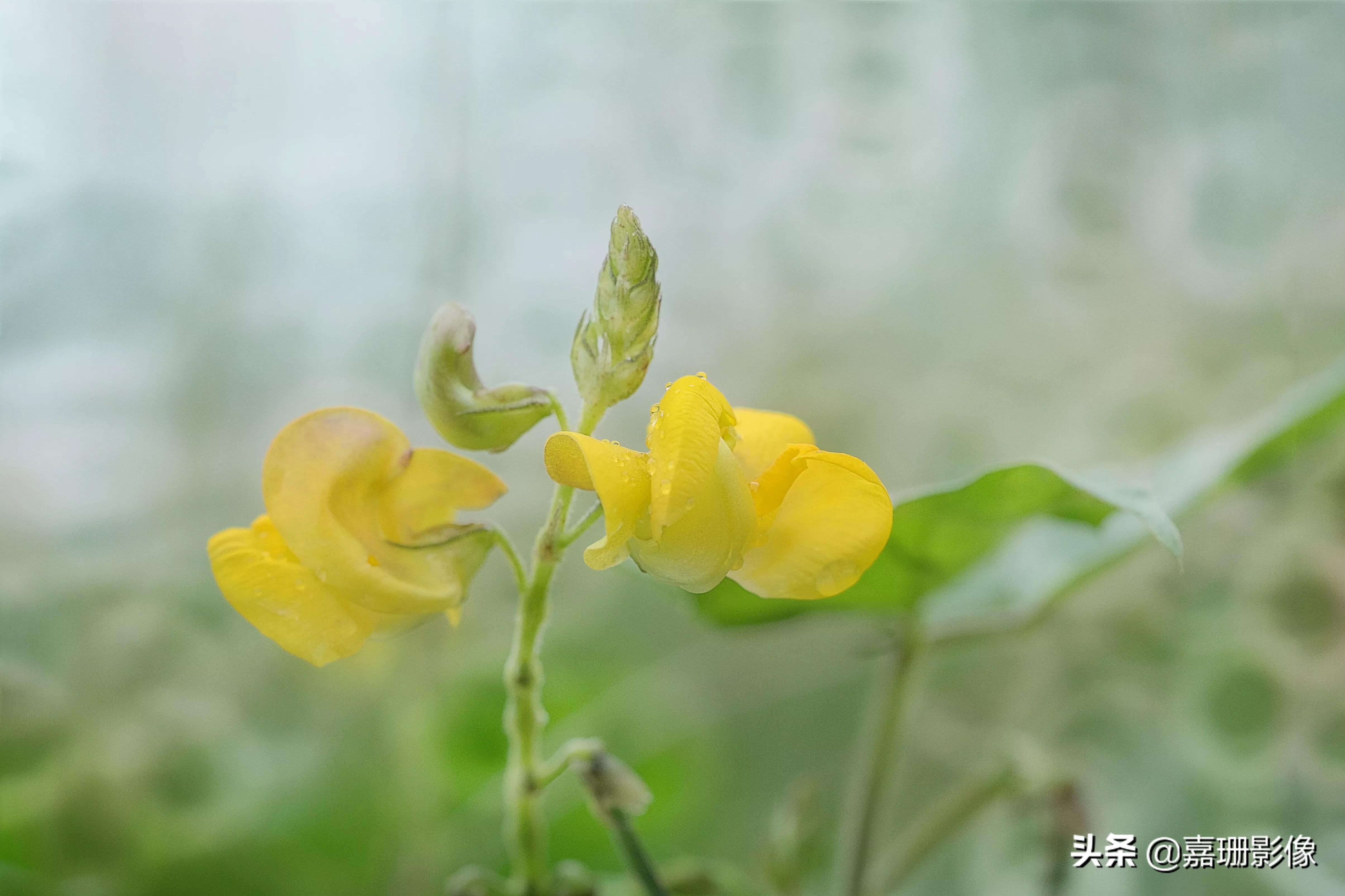 看看花容,听听花语2020年我镜头里的百种花卉