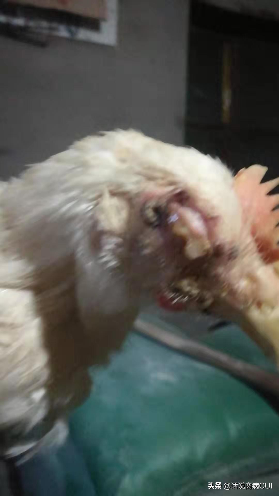 肿头肿脸总反复，这个办法很好使