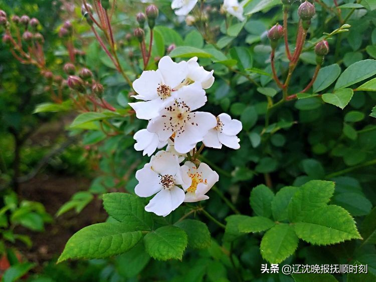 金樱子花美景图片,美丽的金樱子花