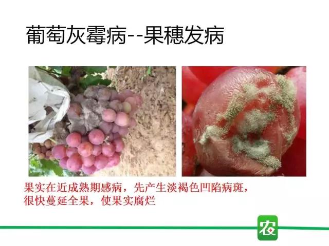 灰霉病视频图片,葡萄灰霉病和草莓灰霉病