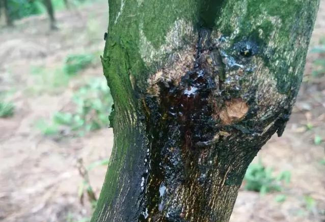 柑橘树树脂病图片大全,柑橘树脂病的防治
