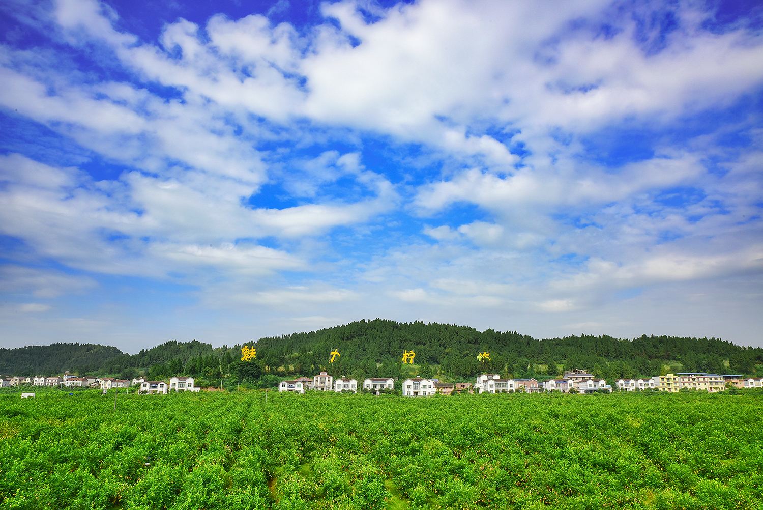 柠檬的食用价值,柠檬的营养价值与功效