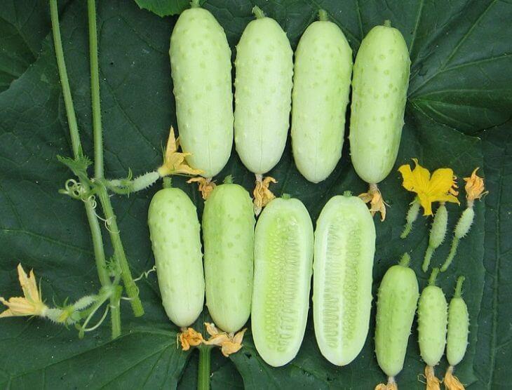 黄瓜的种类以及每种黄瓜的特征,又香又软的黄瓜品种