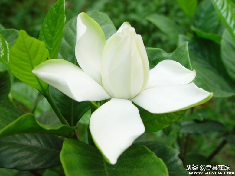 农村身边常见中草药不要错过这些宝贝！