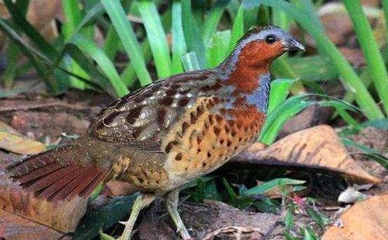 藏在竹林里的4种美食,我确信你只知道竹笋,全吃过是正宗南方人